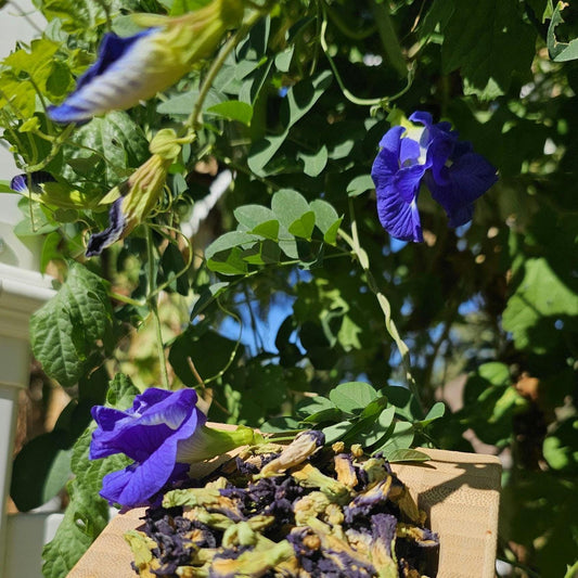 Butterfly Pea Seeds (Clitoria Ternatea) | Blue Tea Plant