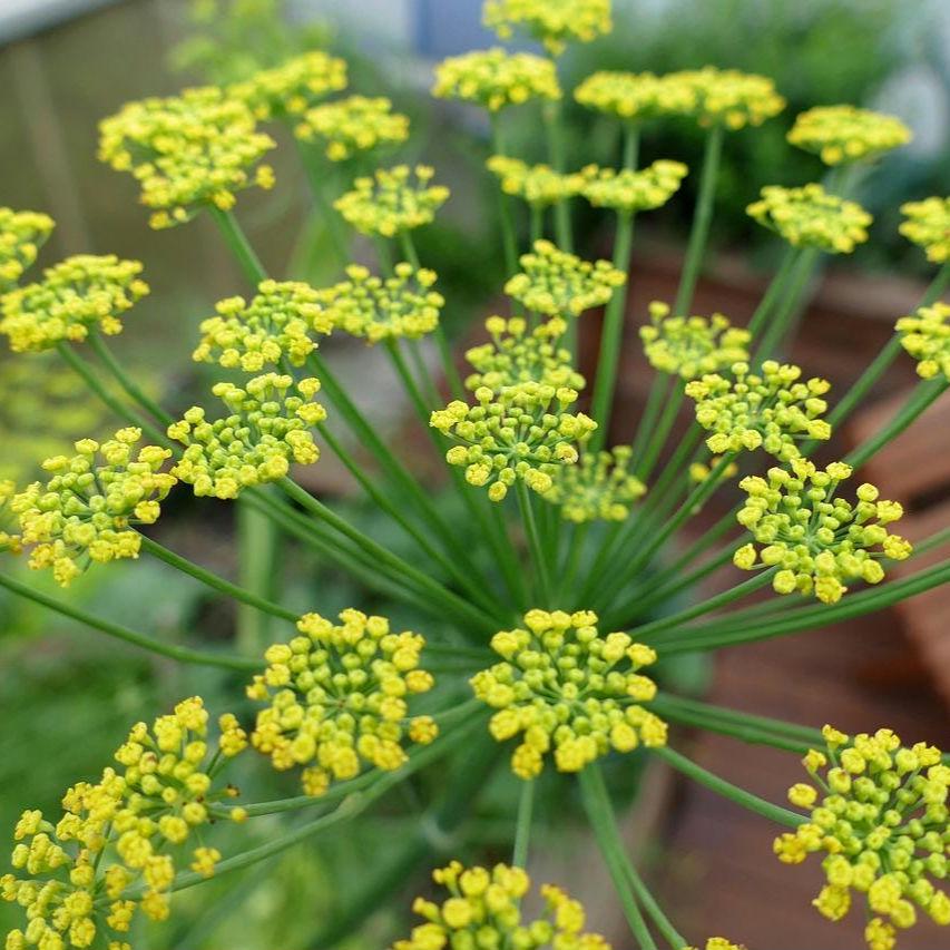 Heirloom Fennel Seeds – Aromatic Herb, Culinary and Medicinal
