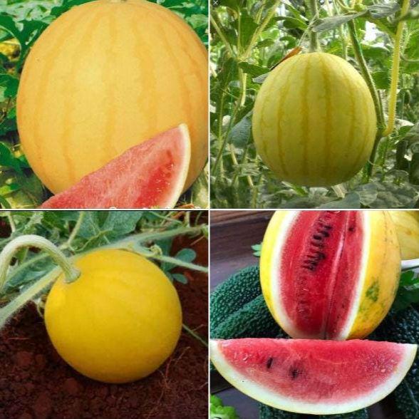 Rare and Delightful Golden Midget Watermelon Seeds, Heirloom, Non-GMO, Early Maturing, Small and Sweet, Golden-Yellow Rind, Deep Pink Flesh