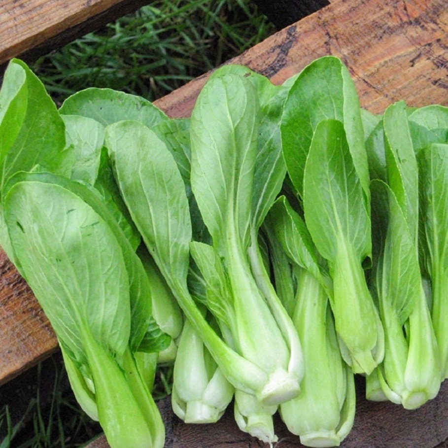 Heirloom Bok Choi Seeds, Fast Growing, Easy Grow