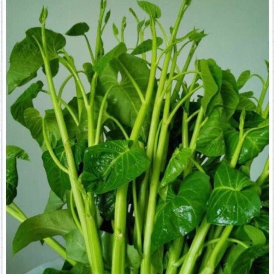 Water Spinach Seeds, Thai Water Morning Glory, Rau Muong Sieu Dot