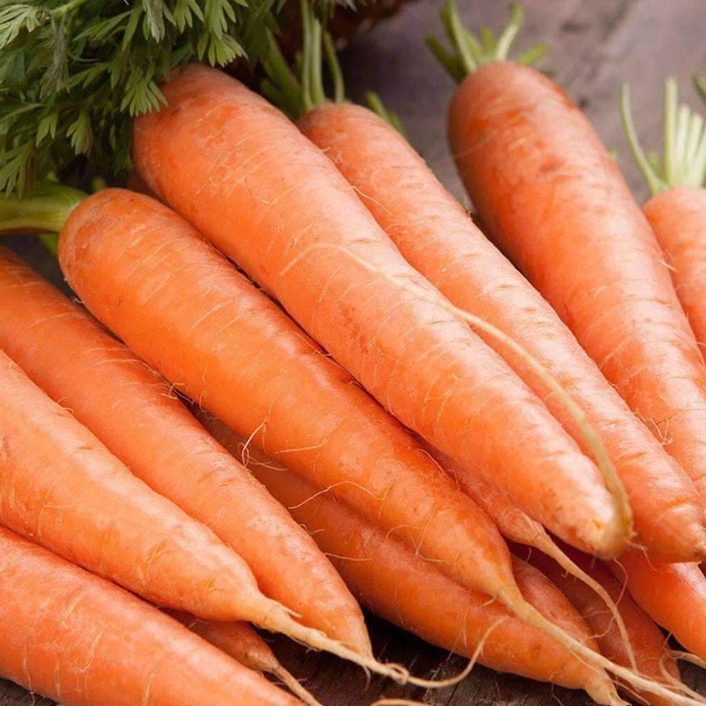 Scarlet Nantes Carrot Seeds - Heirloom, Non-GMO, High Yield