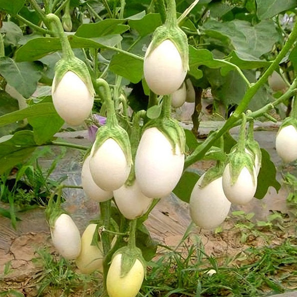 Japanese White Eggplant Seeds, Non-GMO, Easy-to-Grow Heirloom Seeds, Compact, High-Yield, Mild & Tender Fruits for Garden or Containers