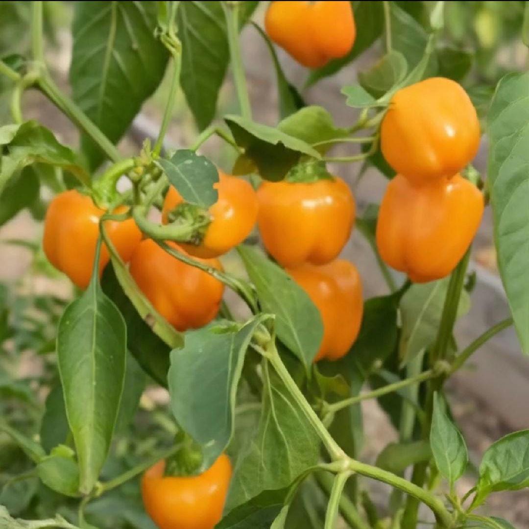 Mini Yellow Bell Pepper Seeds – Sweet, Crisp, Non-GMO, High Yield