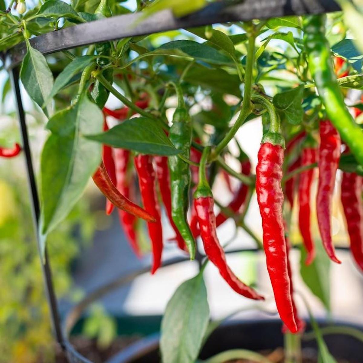 NonGMO Cayenne Pepper Seeds, High Germination, Spicy Chilli