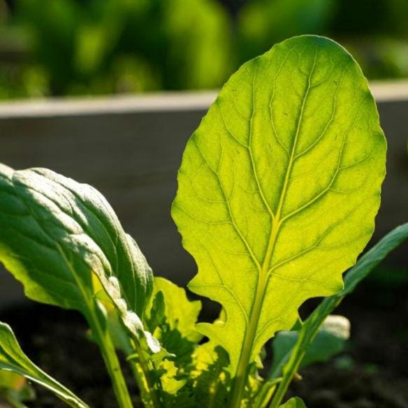 500+ Astro Arugula Seeds – Non-GMO, Fast Growing, Heat Tolerant, Tender Leaves for Salads & Gardens