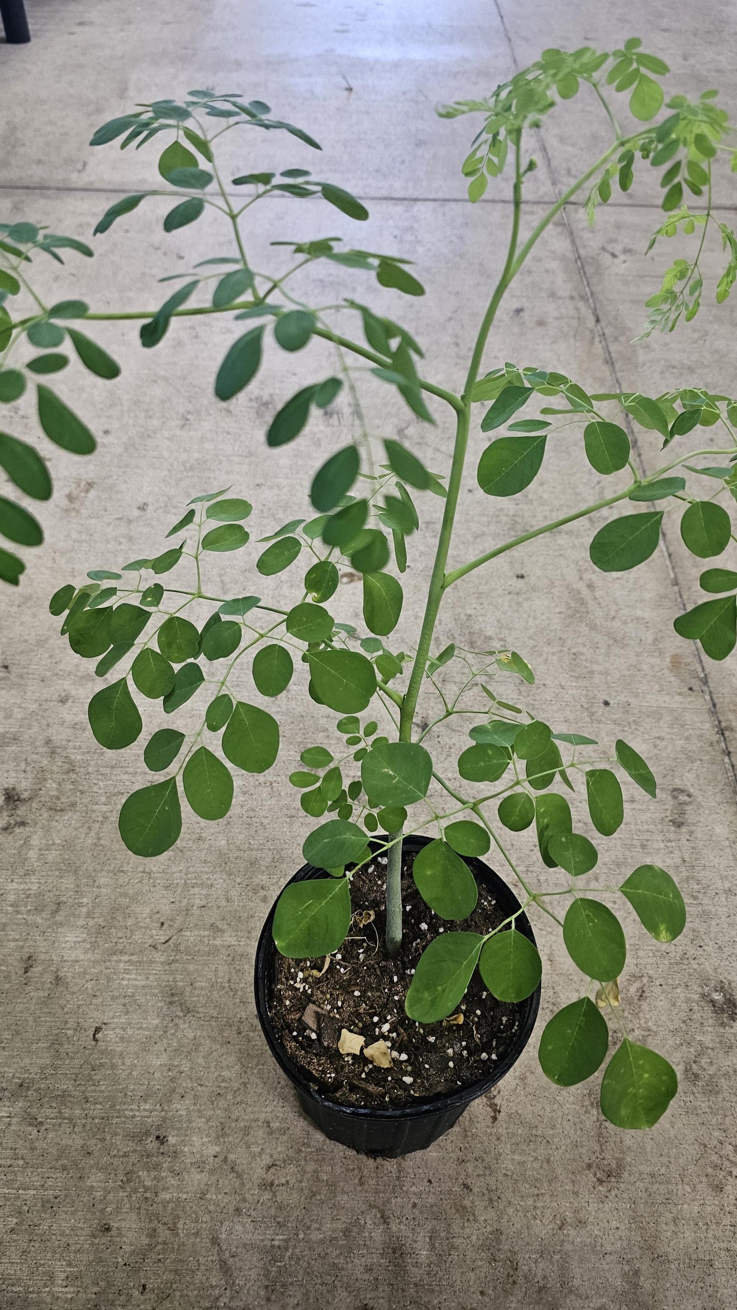 Moringa Seeds – Heirloom, Non-GMO, High Germination Drumstick Tree Seeds, Easy to Grow, Fast-Growing Superfood Tree for Garden or Containers