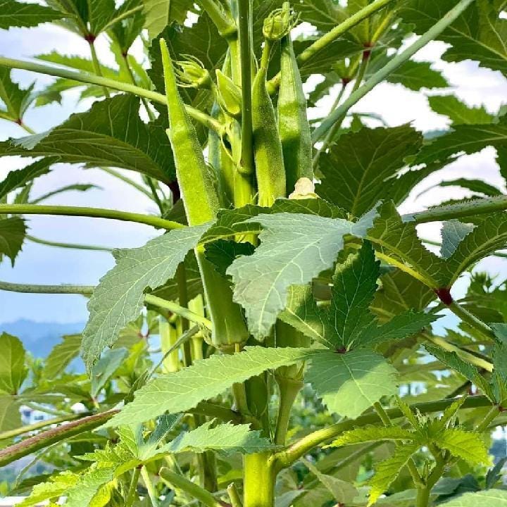 Long Pod Okra Seeds | Heirloom Non-GMO Okra | Extra-Long Tender Pods, High Yield, Heat-Loving