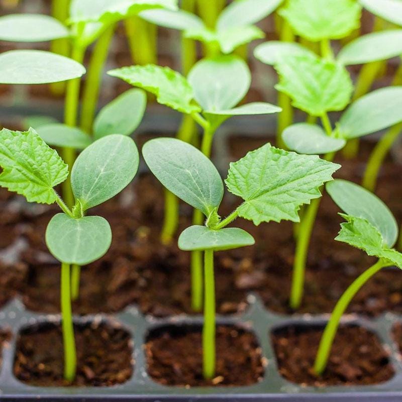 White Wonder Cucumber Seeds | Heirloom Non-GMO, Mild & Crisp