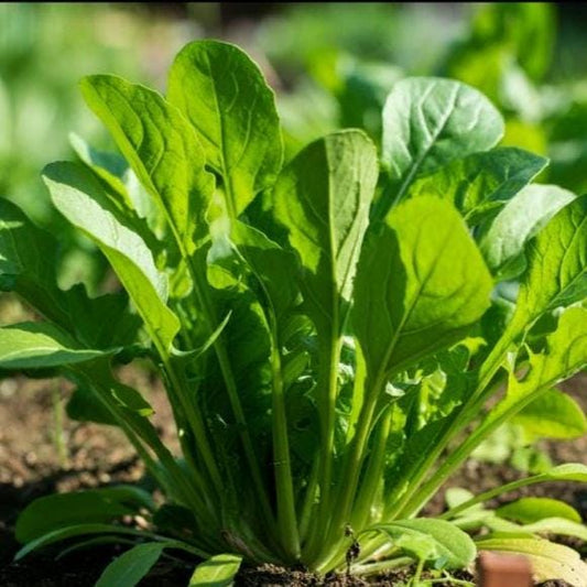 500+ Astro Arugula Seeds – Non-GMO, Fast Growing, Heat Tolerant, Tender Leaves for Salads & Gardens