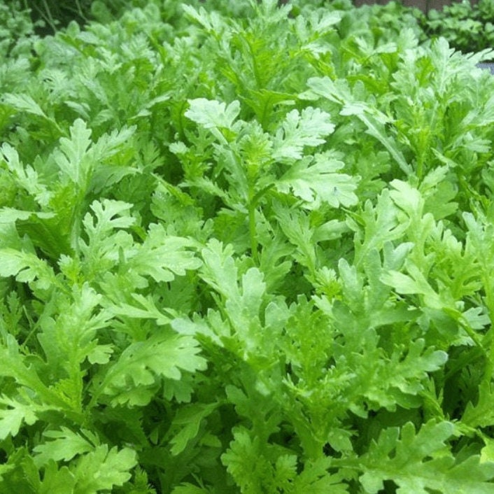 Crown Daisy Seeds, Edible Chrysanthemum Greens, Shungiku