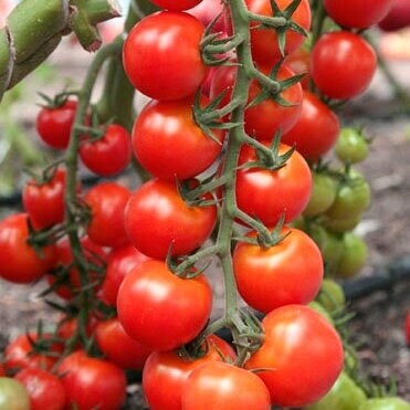 Large Red Cherry Tomato Seeds – Heirloom, High-Yield