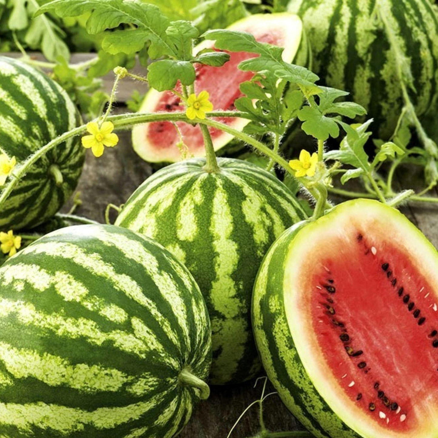 Heirloom Crimson Sweet Watermelon Seeds | Non-GMO & High Yield