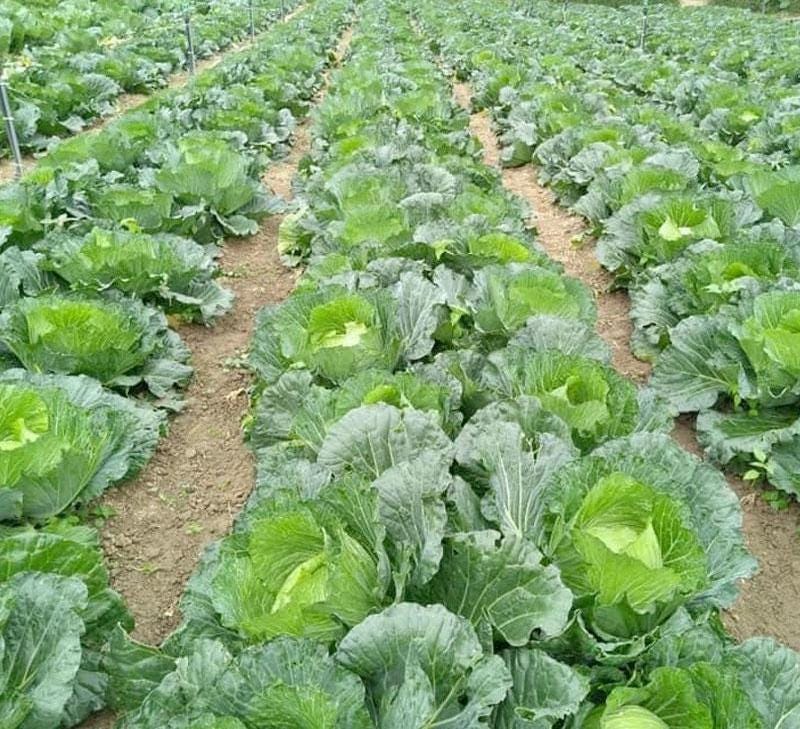 Golden Acre Cabbage Seeds, Early Harvest Vegetable