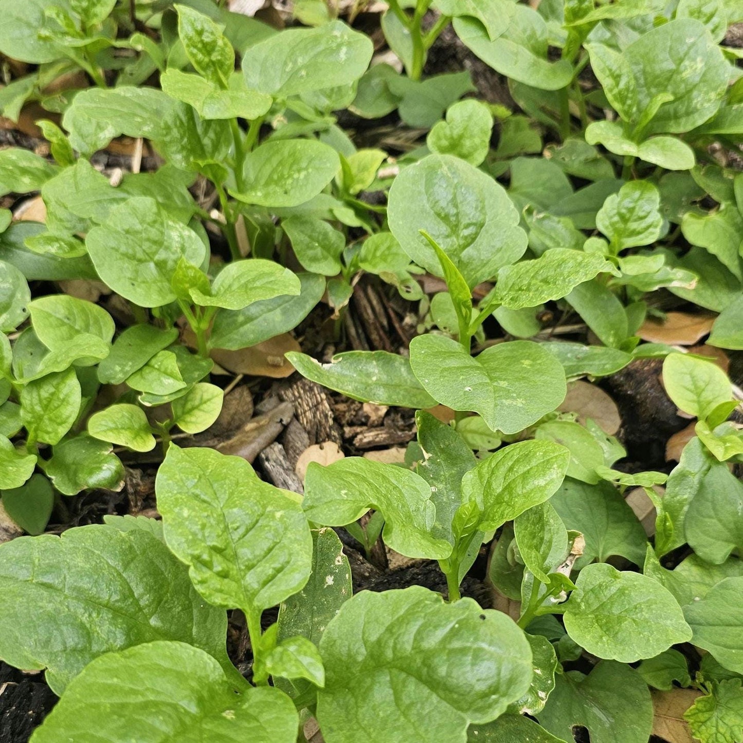 Heirloom Green Malabar Spinach Seeds, Non-GMO, Farm-Fresh