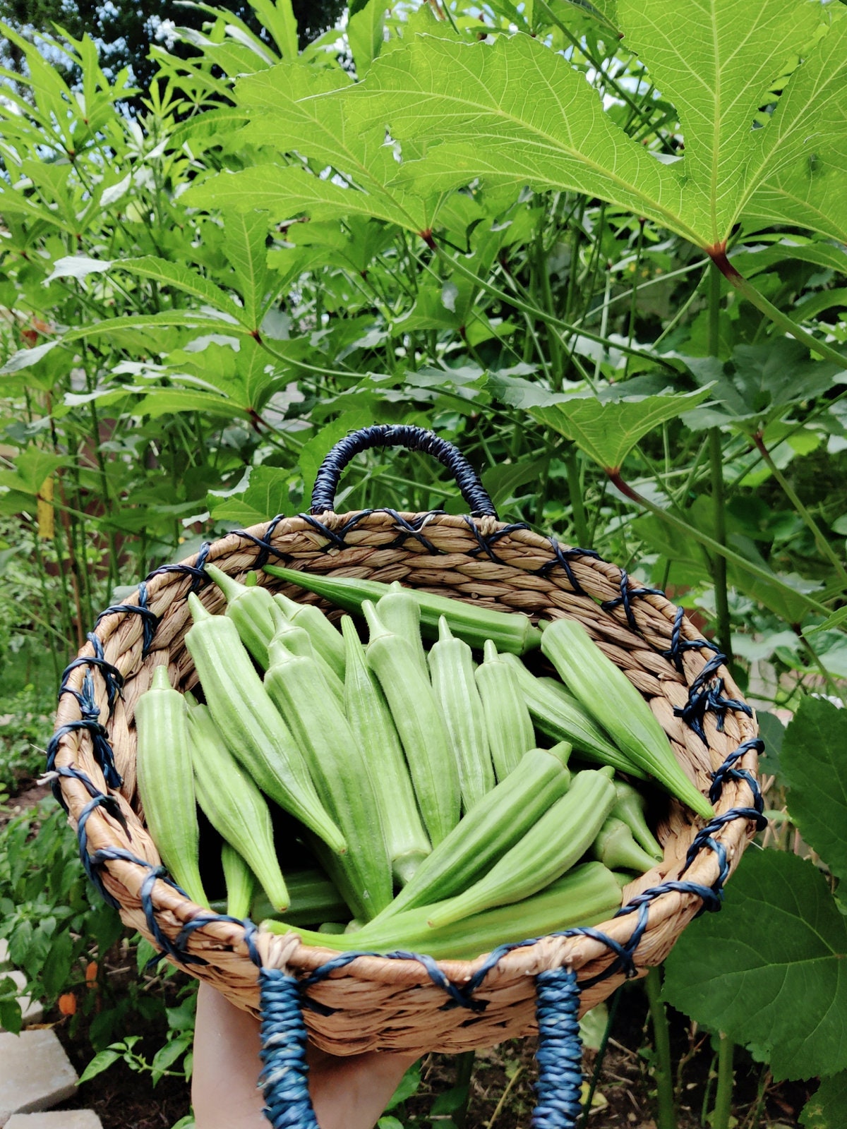 Heirloom Okra Seeds, High Yield, Heat Tolerant, Non-GMO