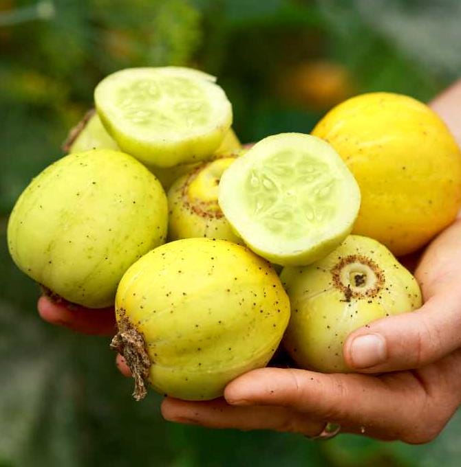 Lemon Cucumber Seeds – Heirloom, Non-GMO, Rare Variety