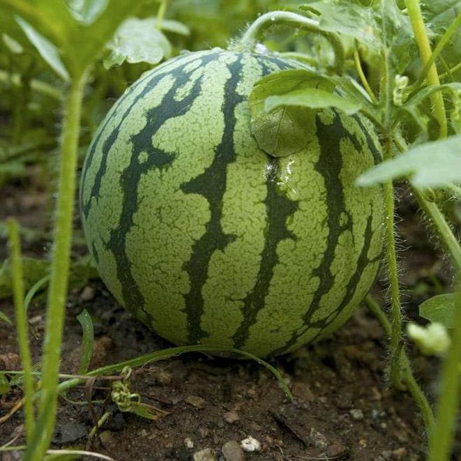 Yellow Crimson Watermelon Seeds, Heirloom Non GMO Organic Melon