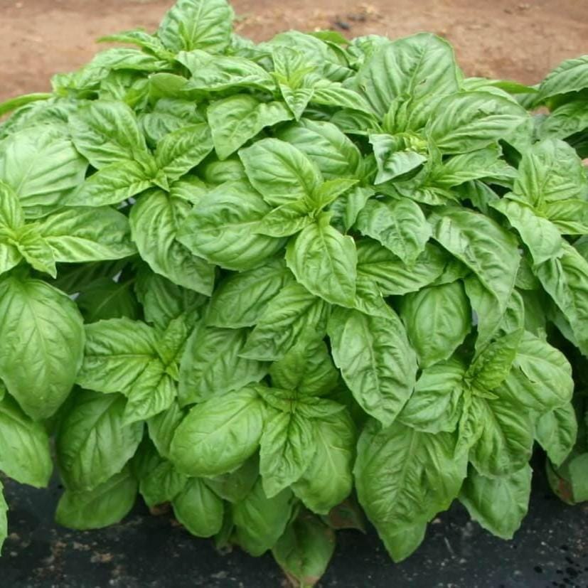 Italian Large Leaf Basil Seeds, Heirloom Aromatic Herb, High Germination, Culinary Garden Essential