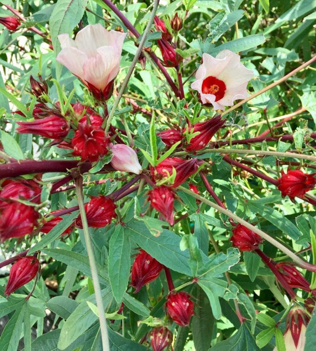 Roselle Hibiscus Seeds | Organic Tropical Tea Plant | Crimson Blooms | Grow Hibiscus Sabdariffa for Herbal Tea & Natural Dye | Non-GMO Seeds
