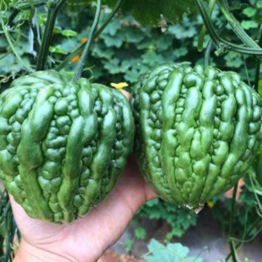 Heart-shaped Bitter Melon Gourd Seeds, Bitter Gourd, Bitter Squash, Kugua, Bitter Cucumber Non-GMO Bitter Melon