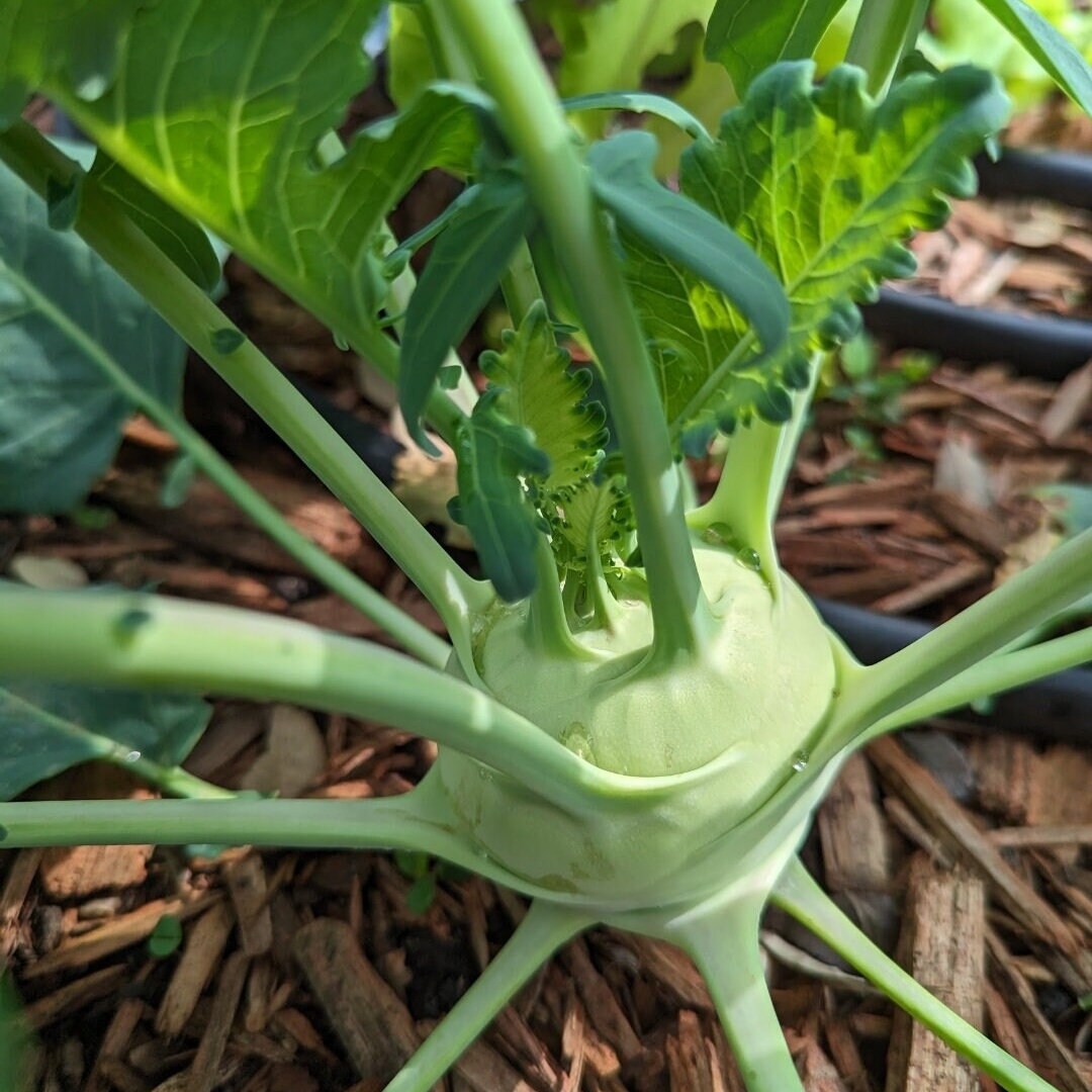 Early White Vienna Kohlrabi Seeds, Heirloom Non GMO
