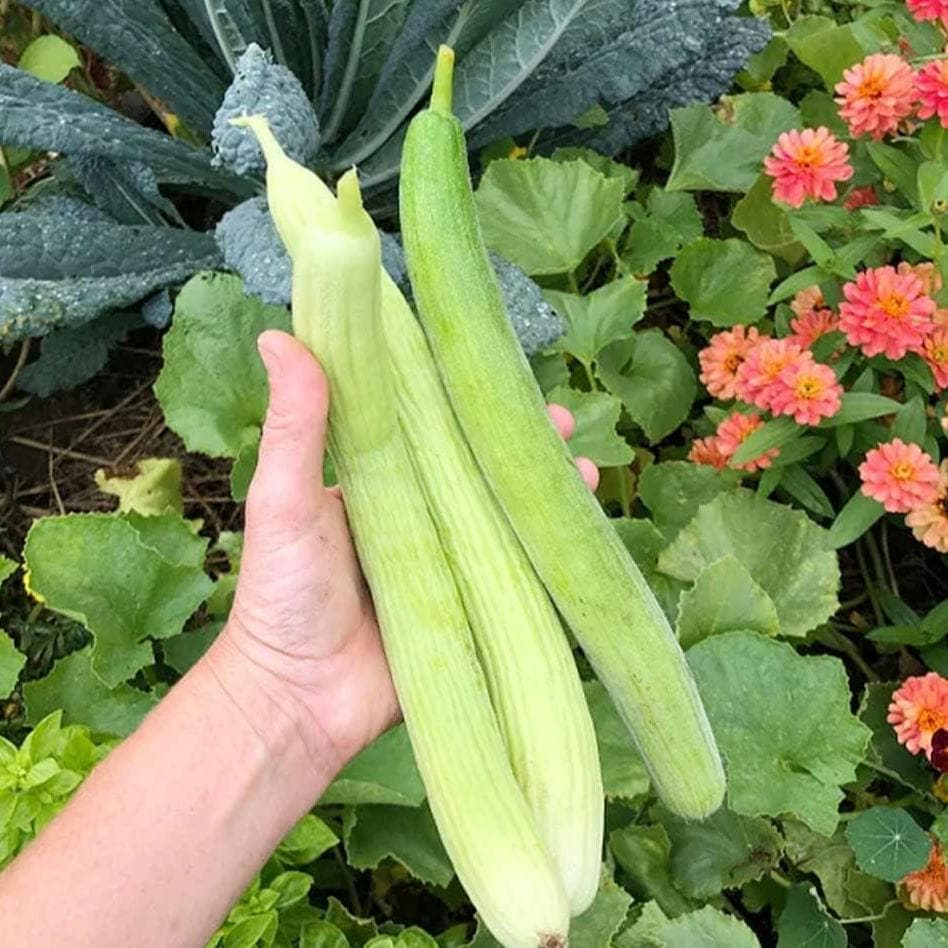 Armenian Yard Long Cucumber Seeds | Heirloom Non-GMO | Crisp, Mild Flavor, Long Light Green Fruit