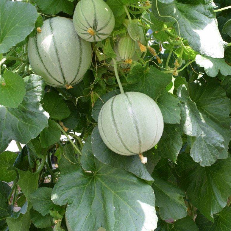 Charentais Melon-French Cantaloupes -Cavaillon Melons-Heirloom, Non-GMO, Sweet-Sweet-Fragrant French Melon Seeds