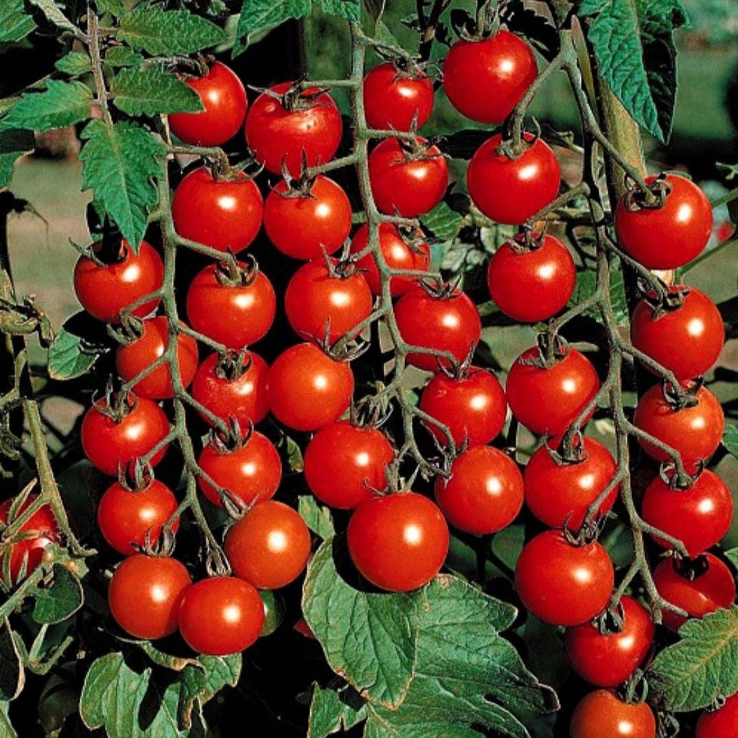 LIVE Tomato Super Sweet 100 Plants – Healthy, Strong, Heat-Tolerant and Productive, Easy to Grow and Maintain, High Yield and Ready To Grow
