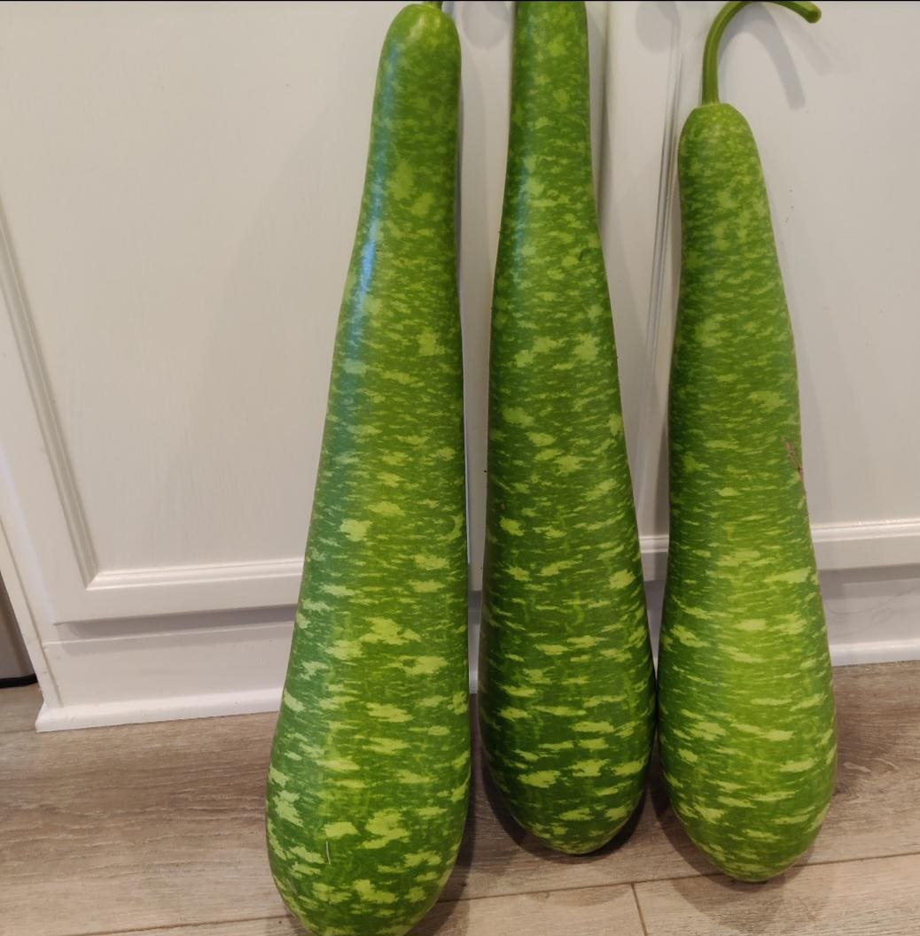 Heirloom Bottle Gourd Seeds (Opo Squash/Calabash) | Non-GMO