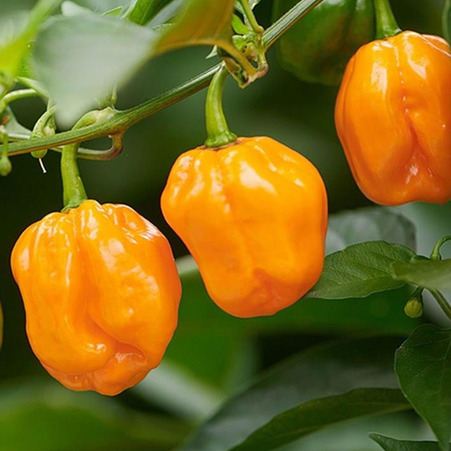 Orange Habanero Pepper Seeds, Heirloom Non-GMO Chilli