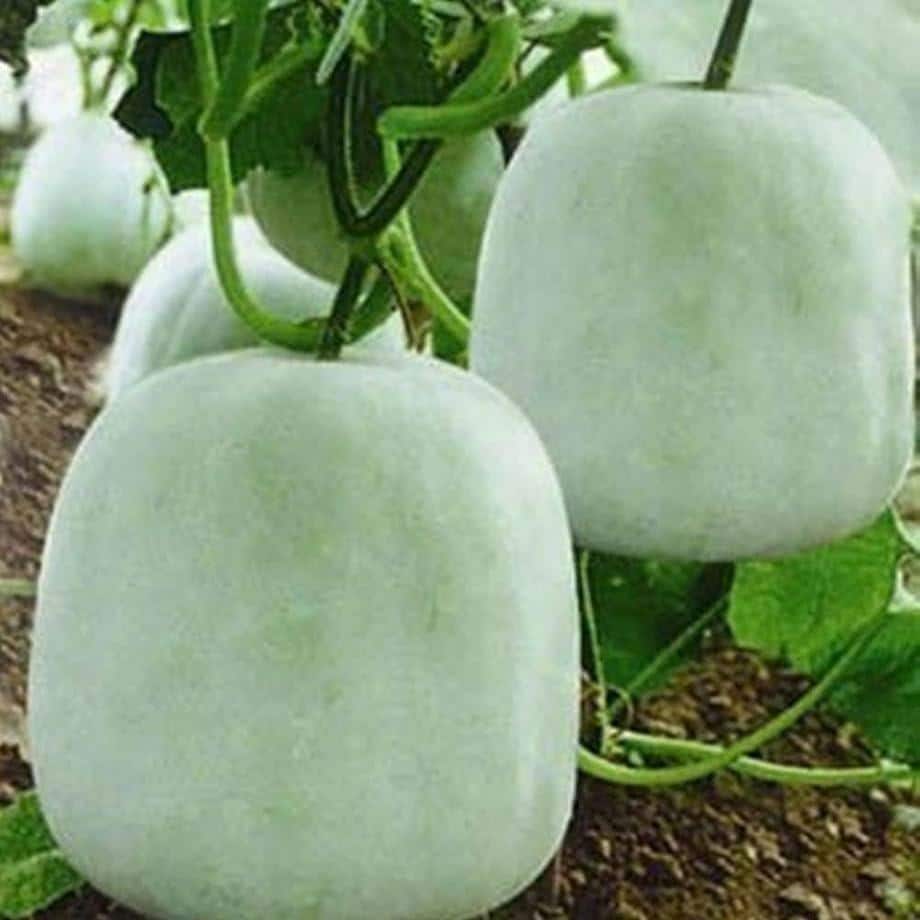 Winter Melon Seeds - Heirloom Ash Gourd for Asian Gardens