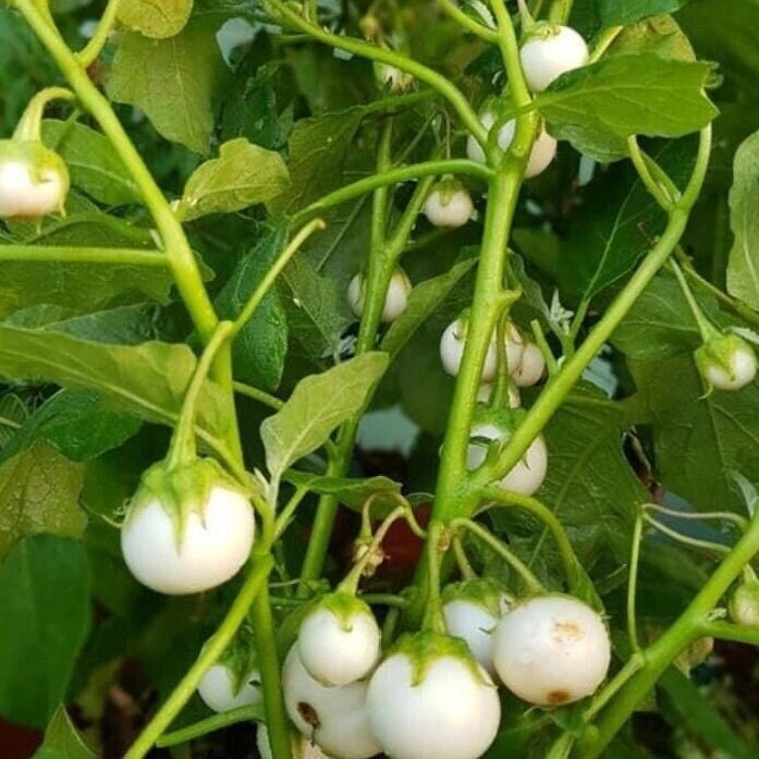 White Round Eggplant Seeds, Heirloom Non-GMO