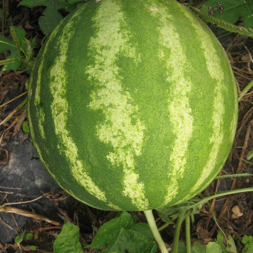 Crimson Sweet Watermelon Seeds, Heirloom Non-GMO