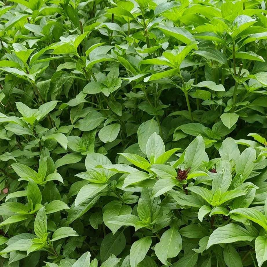 Thai Basil Seeds, Heirloom Non-GMO, Asian Herb