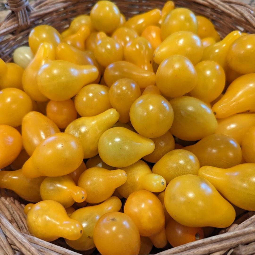 Heirloom Yellow Pear Tomato Seeds | Non-GMO, Sweet Cherry
