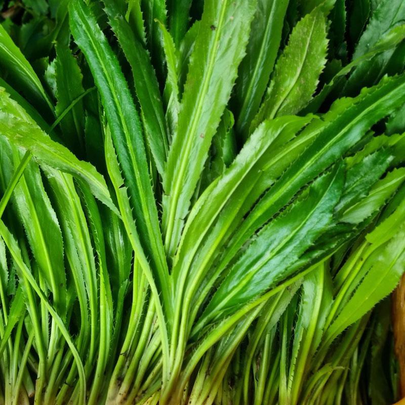 Vietnamese Culantro Seeds (Ngo Gai) – Non-GMO, Bold Flavor Herb