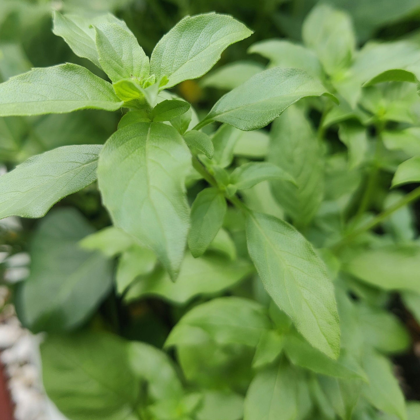 Lemon Basil Seeds, Aromatic Asian Herb