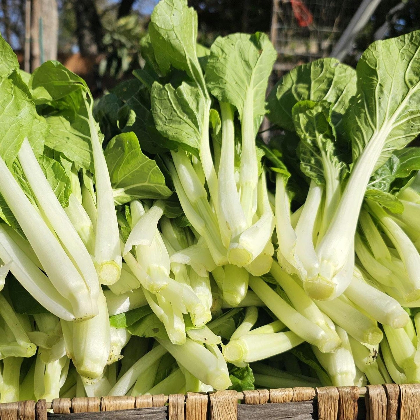 White Stem Pak Choi Seeds, Heirloom Bok Choy, Fast Growing Greens