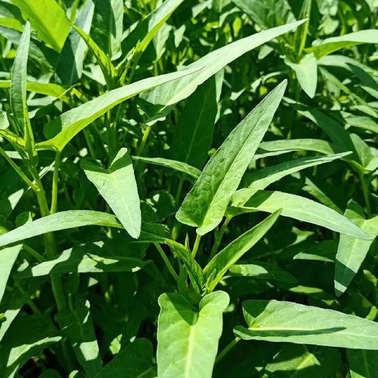Big Leaf Water Spinach Seeds | Rau Muong La Lon, Kangkong, Ong Choy | Tropical Asian Green, Fast-Growing, Easy to Grow in Warm Climates