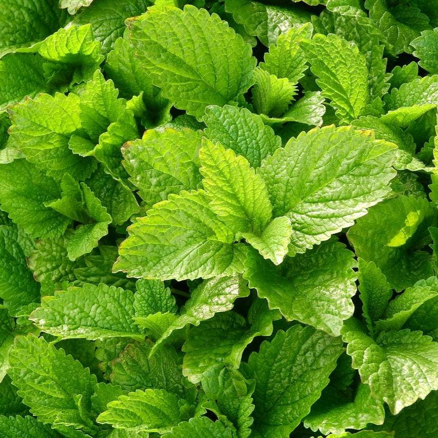 Heirloom Lemon Balm Seeds – Non-GMO, Perennial Herb