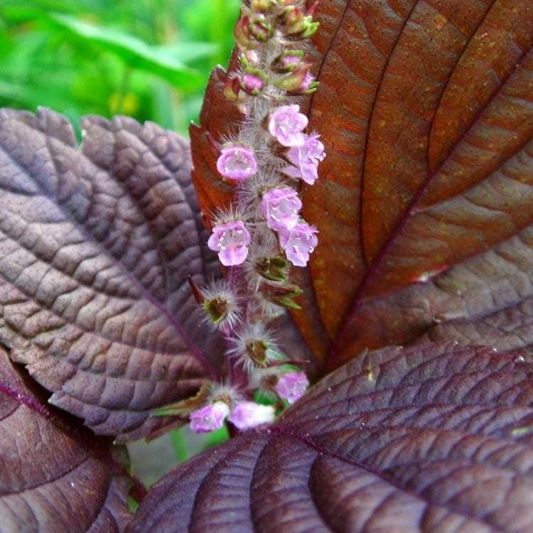 Purple Shiso Seeds, Japanese Basil, Beefsteak Herb
