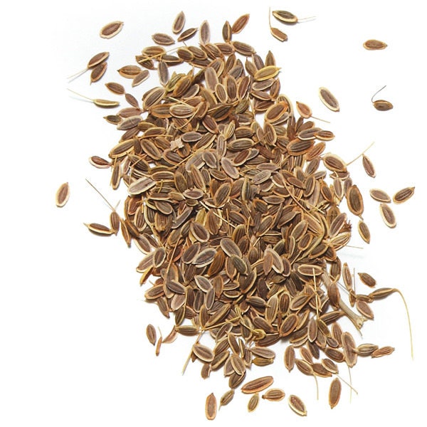 Organic Dill Herb Seeds – Homegrown Flavor, Fast Growth