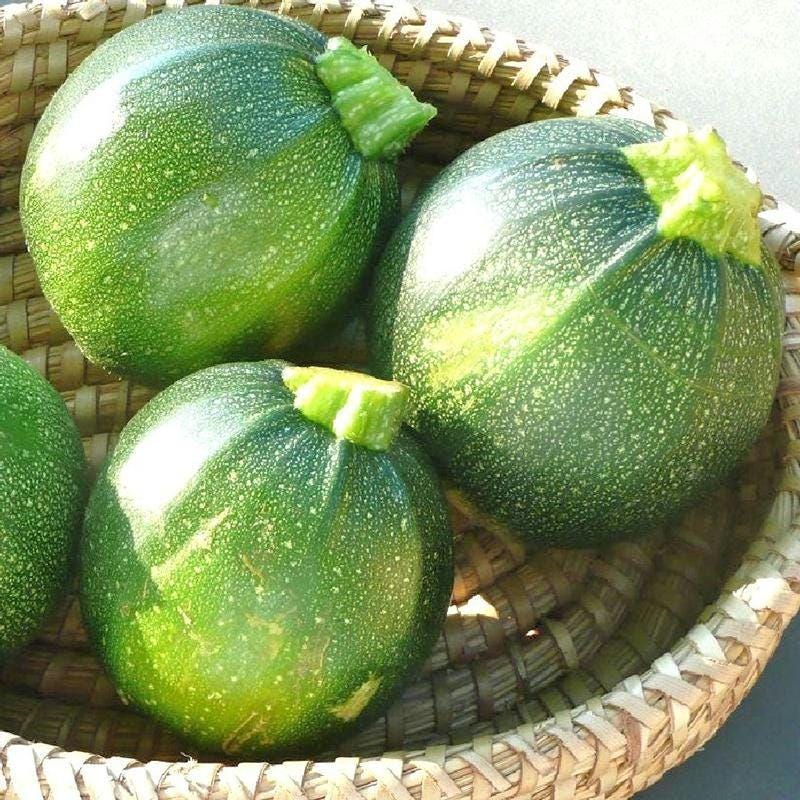 Rare Heirloom Round Zucchini Seeds, Heat-Tolerant and Disease-Resistant, Fast Growing and High Yield, Easy to Grow, Bí ngòi tròn