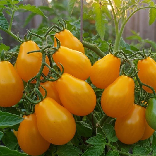 Heirloom Yellow Pear Tomato Seeds | Non-GMO, Sweet Cherry