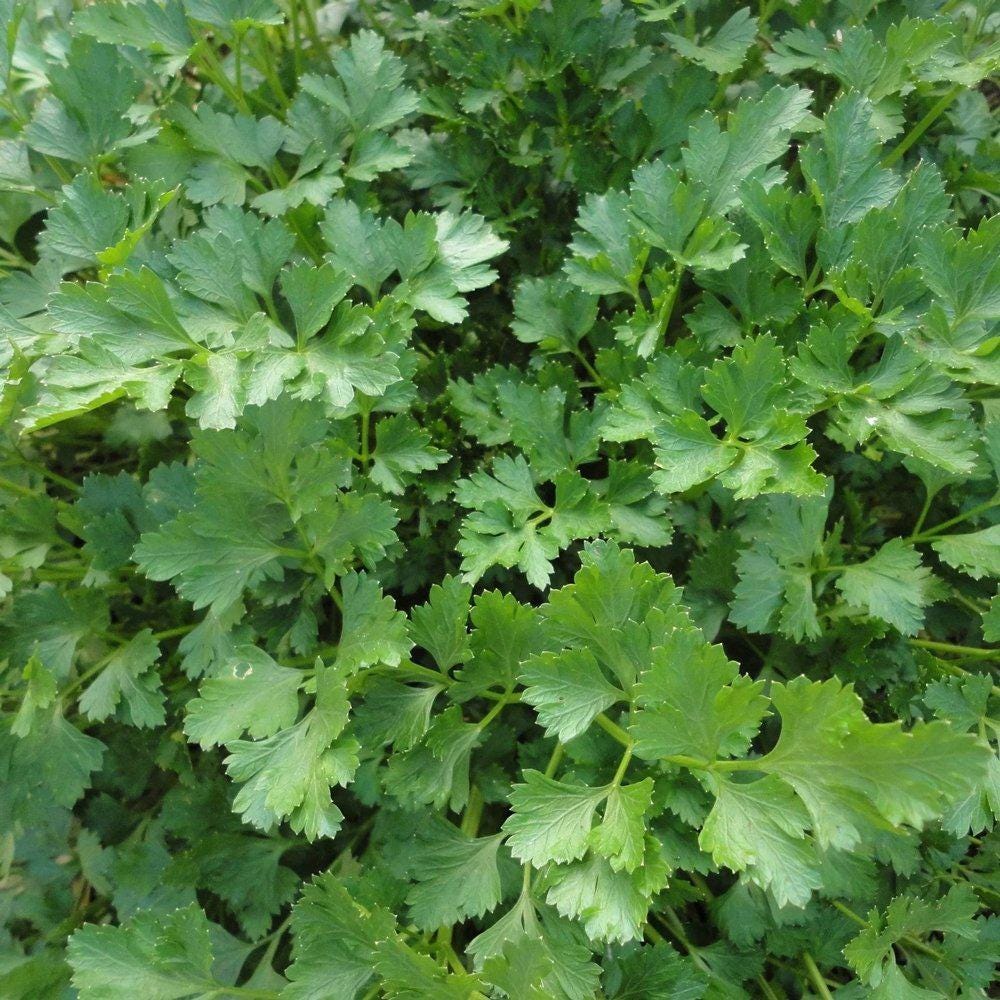 Italian Flat Leaf Parsley Seeds | Dark Green Heirloom Parsley | Non-GMO, Aromatic Culinary Herb, High Germination