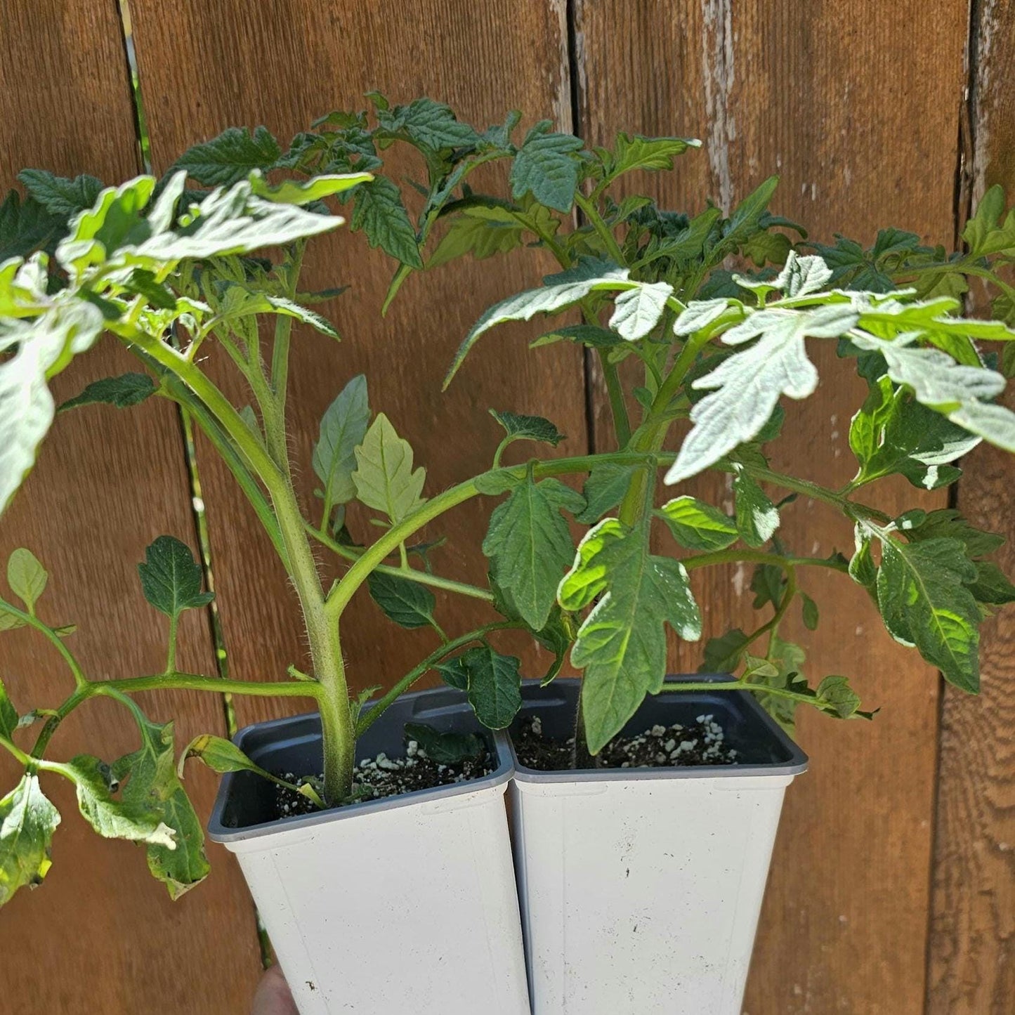 LIVE Beefsteak Tomato Plants – Healthy, Strong, Heat-Tolerant and Productive, Easy to Grow and Maintain, High Yield and Ready To Grow