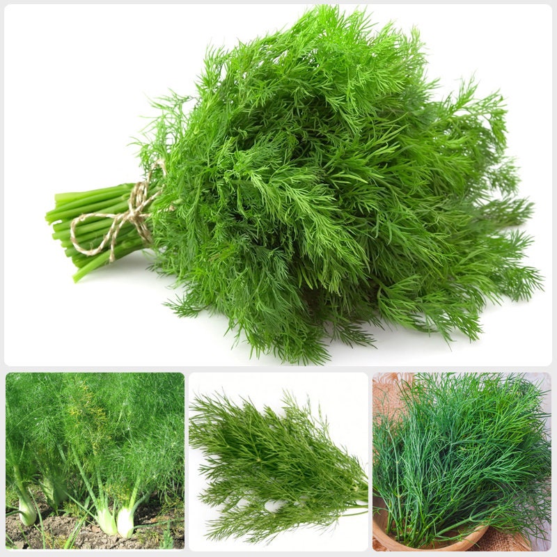 Organic Dill Herb Seeds – Homegrown Flavor, Fast Growth