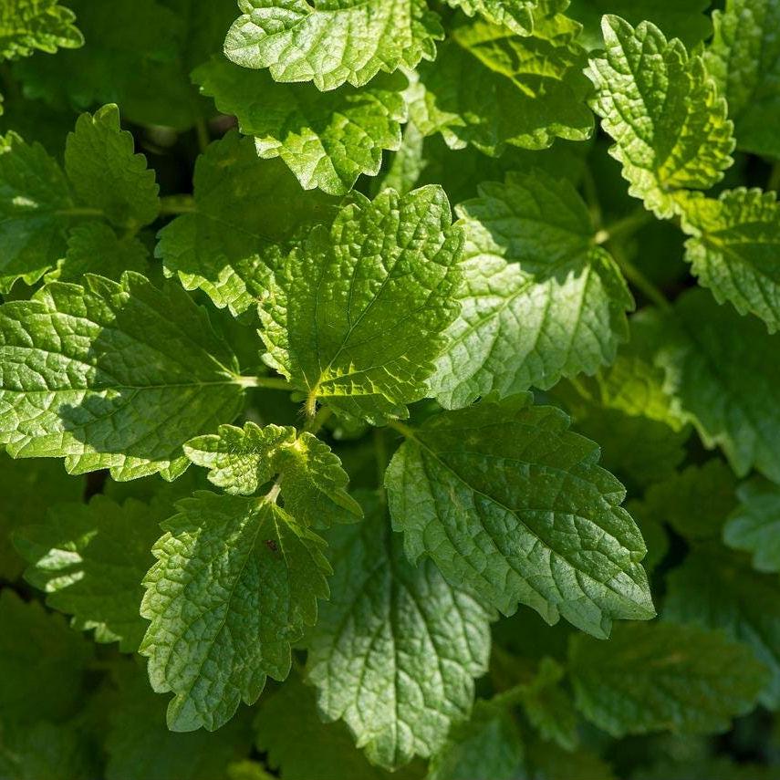 Heirloom Lemon Balm Seeds – Non-GMO, Perennial Herb