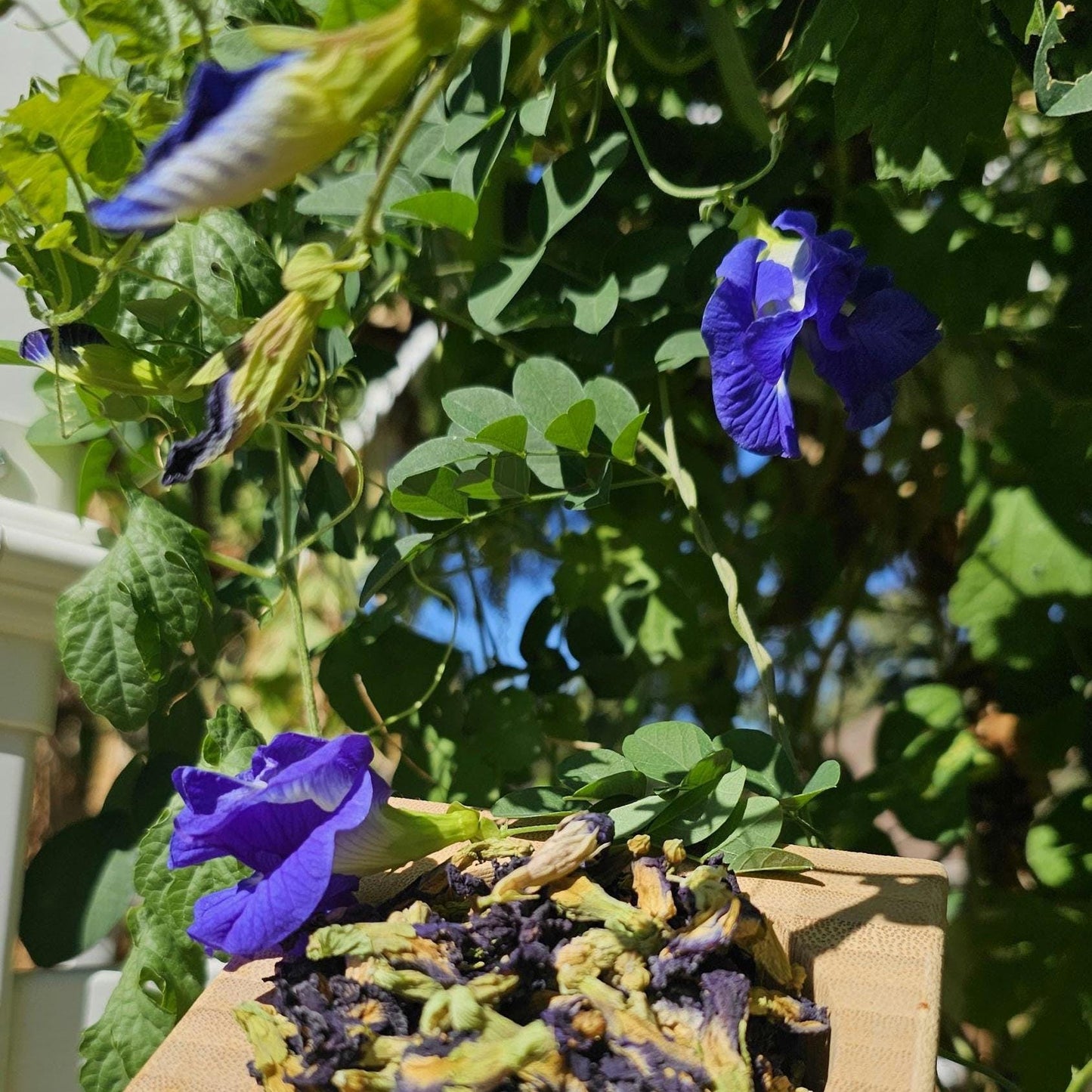Butterfly Pea Seeds | Clitoria Ternatea | Blue Herbal Tea Plant | Natural Food Coloring | Edible Flowers & Vine | Non-GMO, Easy to Grow